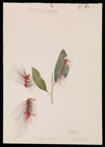Rose Anthelid, Chenuala Helispis by Arthur Bartholomew